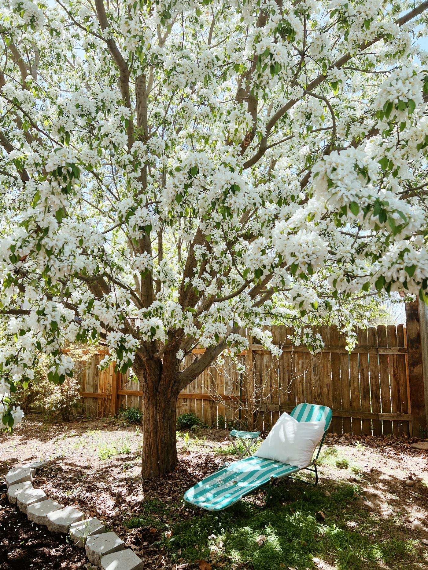 A backyard moment in Spring